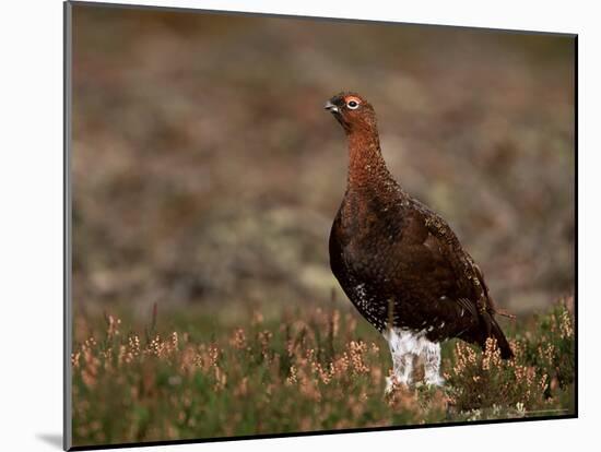 Red Grouse (Lagopus Lagopus), North Yorkshire, Yorkshire, England, United Kingdom-Steve & Ann Toon-Mounted Photographic Print