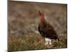 Red Grouse (Lagopus Lagopus), North Yorkshire, Yorkshire, England, United Kingdom-Steve & Ann Toon-Mounted Photographic Print