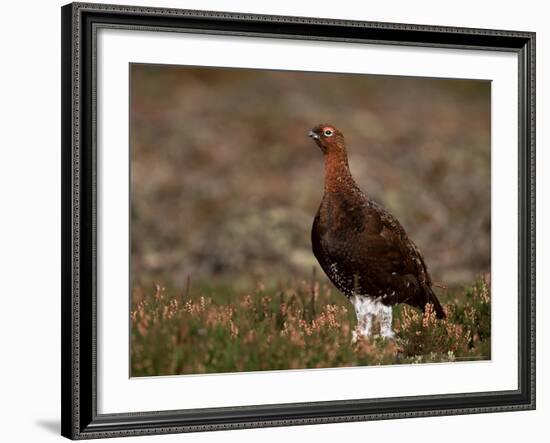 Red Grouse (Lagopus Lagopus), North Yorkshire, Yorkshire, England, United Kingdom-Steve & Ann Toon-Framed Photographic Print