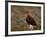 Red Grouse (Lagopus Lagopus), North Yorkshire, Yorkshire, England, United Kingdom-Steve & Ann Toon-Framed Photographic Print