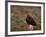 Red Grouse (Lagopus Lagopus), North Yorkshire, Yorkshire, England, United Kingdom-Steve & Ann Toon-Framed Photographic Print