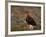 Red Grouse (Lagopus Lagopus), North Yorkshire, Yorkshire, England, United Kingdom-Steve & Ann Toon-Framed Photographic Print