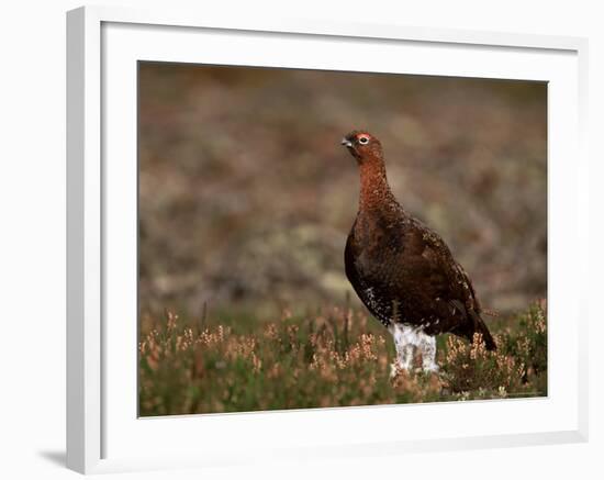 Red Grouse (Lagopus Lagopus), North Yorkshire, Yorkshire, England, United Kingdom-Steve & Ann Toon-Framed Photographic Print