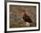 Red Grouse (Lagopus Lagopus), North Yorkshire, Yorkshire, England, United Kingdom-Steve & Ann Toon-Framed Photographic Print