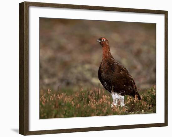 Red Grouse (Lagopus Lagopus), North Yorkshire, Yorkshire, England, United Kingdom-Steve & Ann Toon-Framed Photographic Print