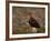 Red Grouse (Lagopus Lagopus), North Yorkshire, Yorkshire, England, United Kingdom-Steve & Ann Toon-Framed Photographic Print