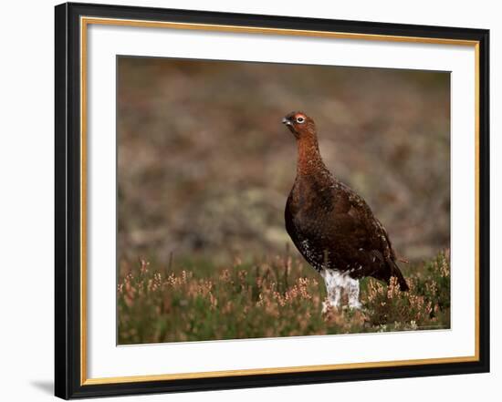 Red Grouse (Lagopus Lagopus), North Yorkshire, Yorkshire, England, United Kingdom-Steve & Ann Toon-Framed Photographic Print