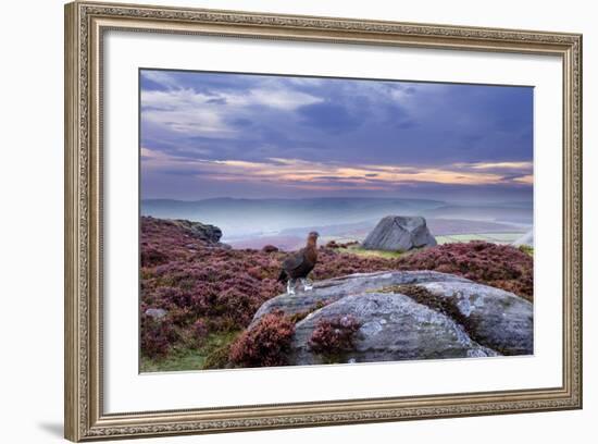 Red Grouse (Lagopus Lagopus Scoticus) on Heather Moorland, Peak District Np, UK-Ben Hall-Framed Photographic Print
