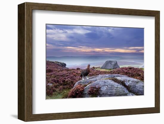 Red Grouse (Lagopus Lagopus Scoticus) on Heather Moorland, Peak District Np, UK-Ben Hall-Framed Photographic Print