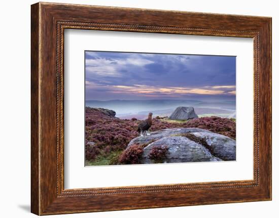 Red Grouse (Lagopus Lagopus Scoticus) on Heather Moorland, Peak District Np, UK-Ben Hall-Framed Photographic Print