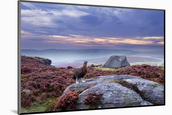Red Grouse (Lagopus Lagopus Scoticus) on Heather Moorland, Peak District Np, UK-Ben Hall-Mounted Photographic Print