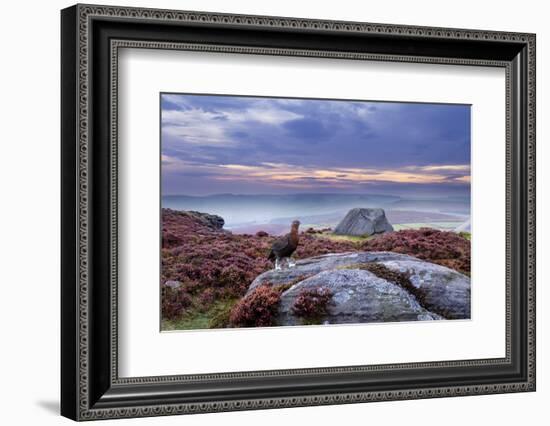 Red Grouse (Lagopus Lagopus Scoticus) on Heather Moorland, Peak District Np, UK-Ben Hall-Framed Photographic Print