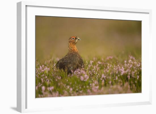 Red Grouse (Lagopus Lagopus), Yorkshire Dales, England, United Kingdom, Europe-Kevin Morgans-Framed Photographic Print