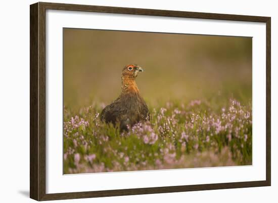 Red Grouse (Lagopus Lagopus), Yorkshire Dales, England, United Kingdom, Europe-Kevin Morgans-Framed Photographic Print