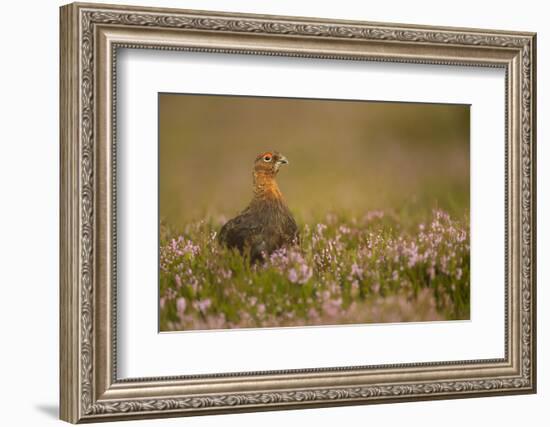 Red Grouse (Lagopus Lagopus), Yorkshire Dales, England, United Kingdom, Europe-Kevin Morgans-Framed Photographic Print