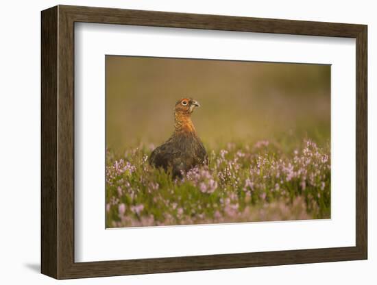 Red Grouse (Lagopus Lagopus), Yorkshire Dales, England, United Kingdom, Europe-Kevin Morgans-Framed Photographic Print