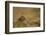 Red Grouse (Lagopus Lagopus), Yorkshire Dales, England, United Kingdom, Europe-Kevin Morgans-Framed Photographic Print