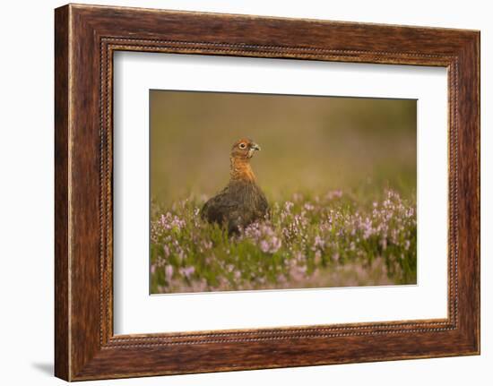 Red Grouse (Lagopus Lagopus), Yorkshire Dales, England, United Kingdom, Europe-Kevin Morgans-Framed Photographic Print