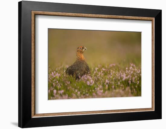 Red Grouse (Lagopus Lagopus), Yorkshire Dales, England, United Kingdom, Europe-Kevin Morgans-Framed Photographic Print