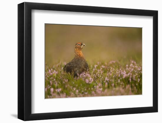 Red Grouse (Lagopus Lagopus), Yorkshire Dales, England, United Kingdom, Europe-Kevin Morgans-Framed Photographic Print