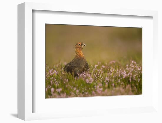 Red Grouse (Lagopus Lagopus), Yorkshire Dales, England, United Kingdom, Europe-Kevin Morgans-Framed Photographic Print