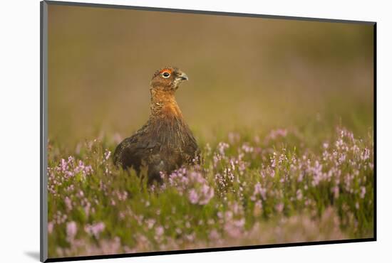 Red Grouse (Lagopus Lagopus), Yorkshire Dales, England, United Kingdom, Europe-Kevin Morgans-Mounted Photographic Print