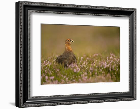 Red Grouse (Lagopus Lagopus), Yorkshire Dales, England, United Kingdom, Europe-Kevin Morgans-Framed Photographic Print