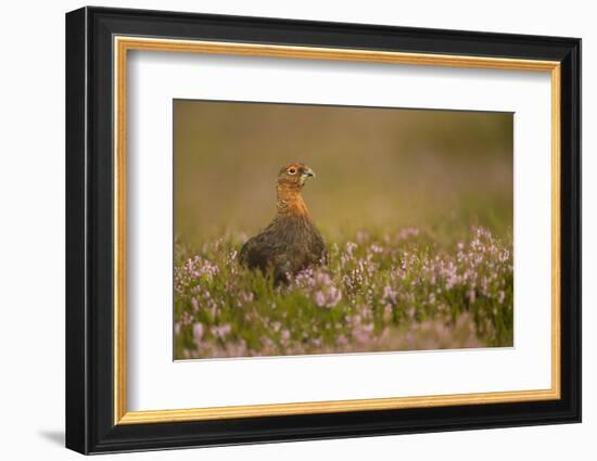 Red Grouse (Lagopus Lagopus), Yorkshire Dales, England, United Kingdom, Europe-Kevin Morgans-Framed Photographic Print