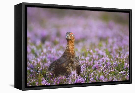 Red Grouse (Lagopus Lagopus), Yorkshire Dales, England, United Kingdom, Europe-Kevin Morgans-Framed Premier Image Canvas