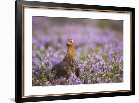 Red Grouse (Lagopus Lagopus), Yorkshire Dales, England, United Kingdom, Europe-Kevin Morgans-Framed Photographic Print