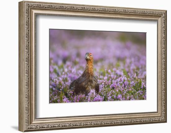 Red Grouse (Lagopus Lagopus), Yorkshire Dales, England, United Kingdom, Europe-Kevin Morgans-Framed Photographic Print