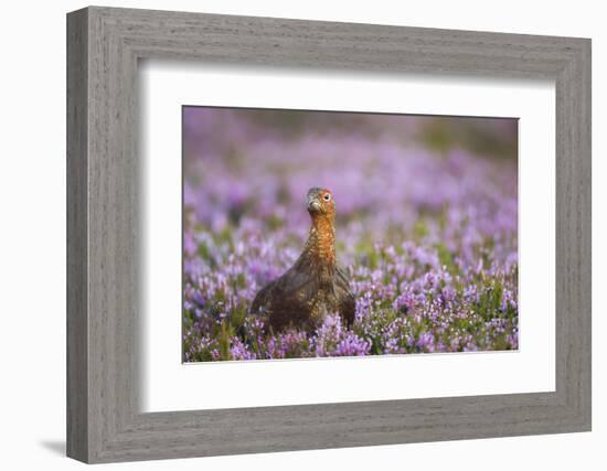 Red Grouse (Lagopus Lagopus), Yorkshire Dales, England, United Kingdom, Europe-Kevin Morgans-Framed Photographic Print