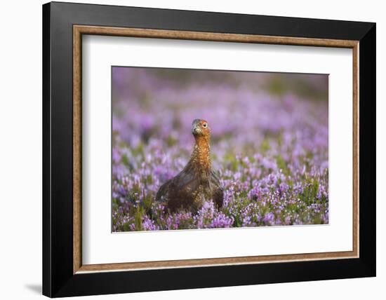 Red Grouse (Lagopus Lagopus), Yorkshire Dales, England, United Kingdom, Europe-Kevin Morgans-Framed Photographic Print