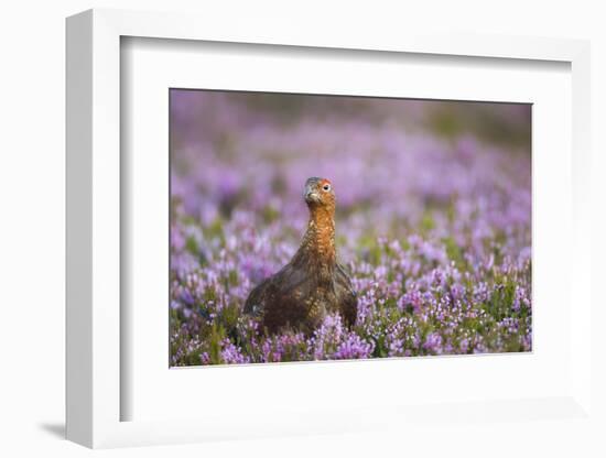 Red Grouse (Lagopus Lagopus), Yorkshire Dales, England, United Kingdom, Europe-Kevin Morgans-Framed Photographic Print