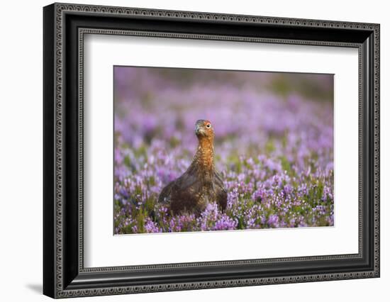 Red Grouse (Lagopus Lagopus), Yorkshire Dales, England, United Kingdom, Europe-Kevin Morgans-Framed Photographic Print