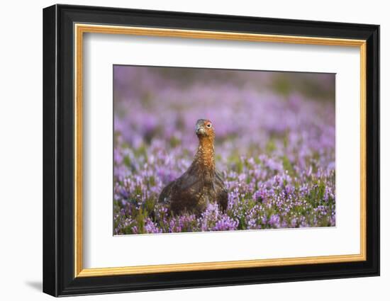 Red Grouse (Lagopus Lagopus), Yorkshire Dales, England, United Kingdom, Europe-Kevin Morgans-Framed Photographic Print