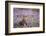 Red Grouse (Lagopus Lagopus), Yorkshire Dales, England, United Kingdom, Europe-Kevin Morgans-Framed Photographic Print