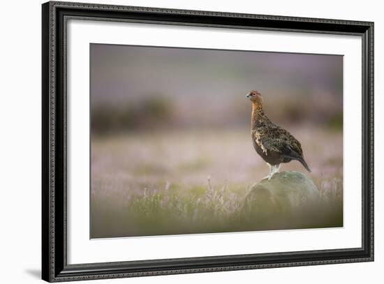 Red Grouse (Lagopus Lagopus), Yorkshire Dales, England, United Kingdom, Europe-Kevin Morgans-Framed Photographic Print