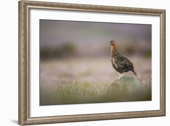 Red Grouse (Lagopus Lagopus), Yorkshire Dales, England, United Kingdom, Europe-Kevin Morgans-Framed Photographic Print