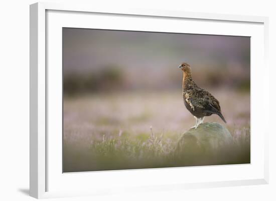 Red Grouse (Lagopus Lagopus), Yorkshire Dales, England, United Kingdom, Europe-Kevin Morgans-Framed Photographic Print