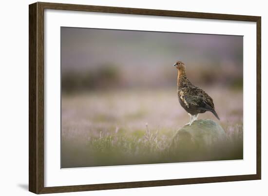 Red Grouse (Lagopus Lagopus), Yorkshire Dales, England, United Kingdom, Europe-Kevin Morgans-Framed Photographic Print