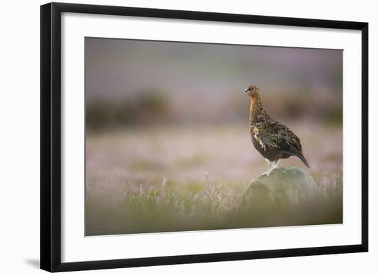 Red Grouse (Lagopus Lagopus), Yorkshire Dales, England, United Kingdom, Europe-Kevin Morgans-Framed Photographic Print