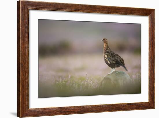 Red Grouse (Lagopus Lagopus), Yorkshire Dales, England, United Kingdom, Europe-Kevin Morgans-Framed Photographic Print