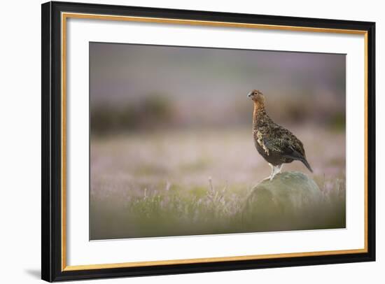 Red Grouse (Lagopus Lagopus), Yorkshire Dales, England, United Kingdom, Europe-Kevin Morgans-Framed Photographic Print