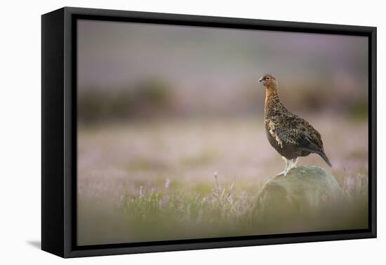 Red Grouse (Lagopus Lagopus), Yorkshire Dales, England, United Kingdom, Europe-Kevin Morgans-Framed Premier Image Canvas