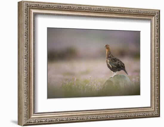 Red Grouse (Lagopus Lagopus), Yorkshire Dales, England, United Kingdom, Europe-Kevin Morgans-Framed Photographic Print