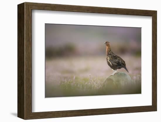 Red Grouse (Lagopus Lagopus), Yorkshire Dales, England, United Kingdom, Europe-Kevin Morgans-Framed Photographic Print