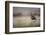 Red Grouse (Lagopus Lagopus), Yorkshire Dales, England, United Kingdom, Europe-Kevin Morgans-Framed Photographic Print