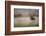 Red Grouse (Lagopus Lagopus), Yorkshire Dales, England, United Kingdom, Europe-Kevin Morgans-Framed Photographic Print