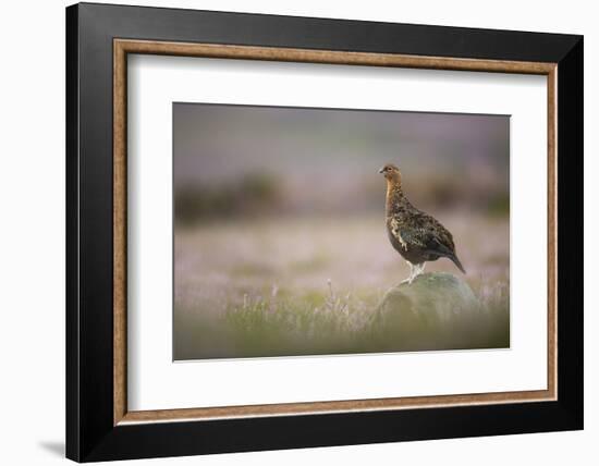 Red Grouse (Lagopus Lagopus), Yorkshire Dales, England, United Kingdom, Europe-Kevin Morgans-Framed Photographic Print